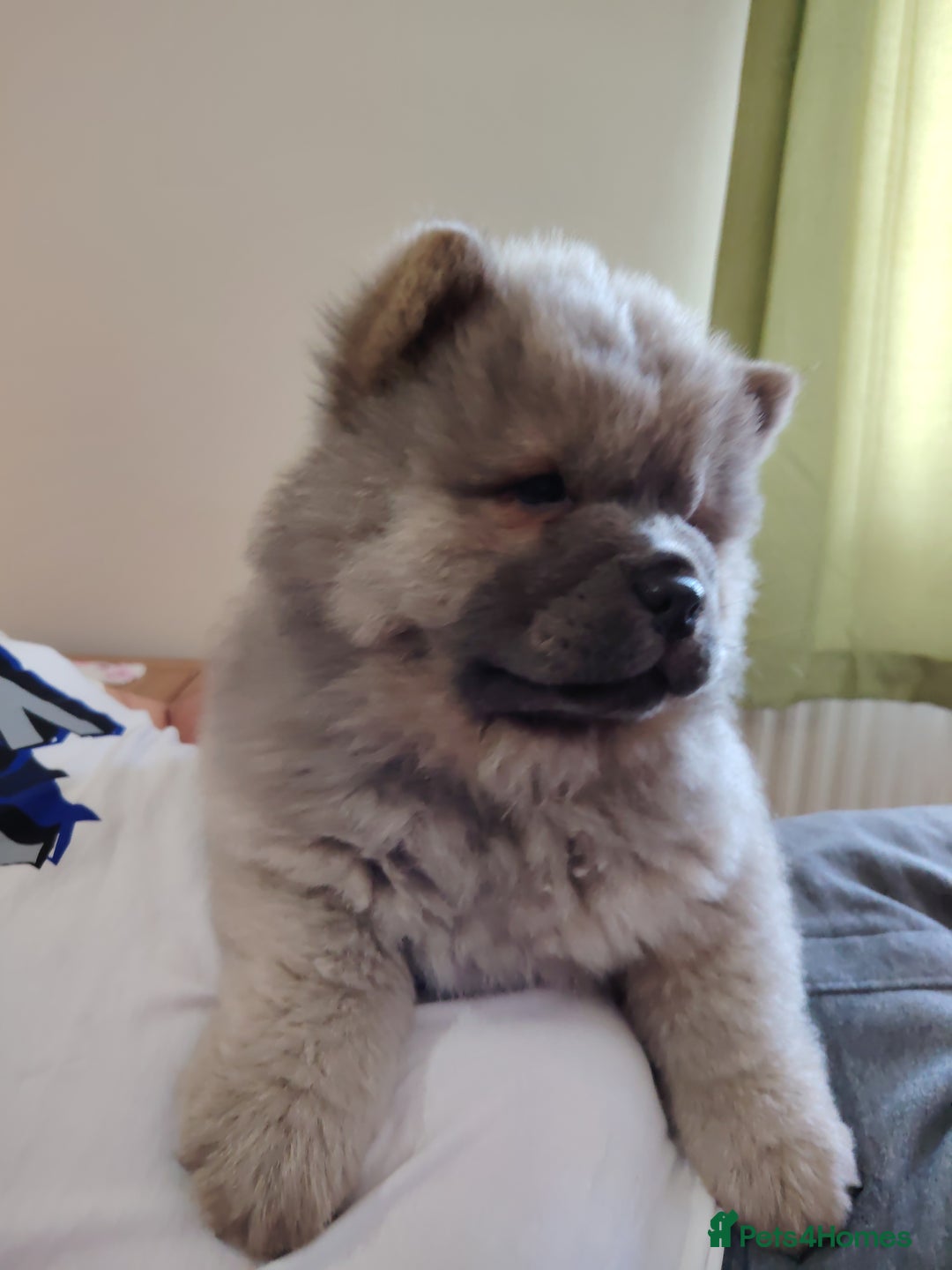 Chow Chow dogs for sale:  KC registered Chow Chow puppies for sale.🤗 - Image 12