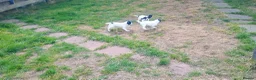English Springer Spaniel dogs for sale: English springer spaniel pups  - Advert 4