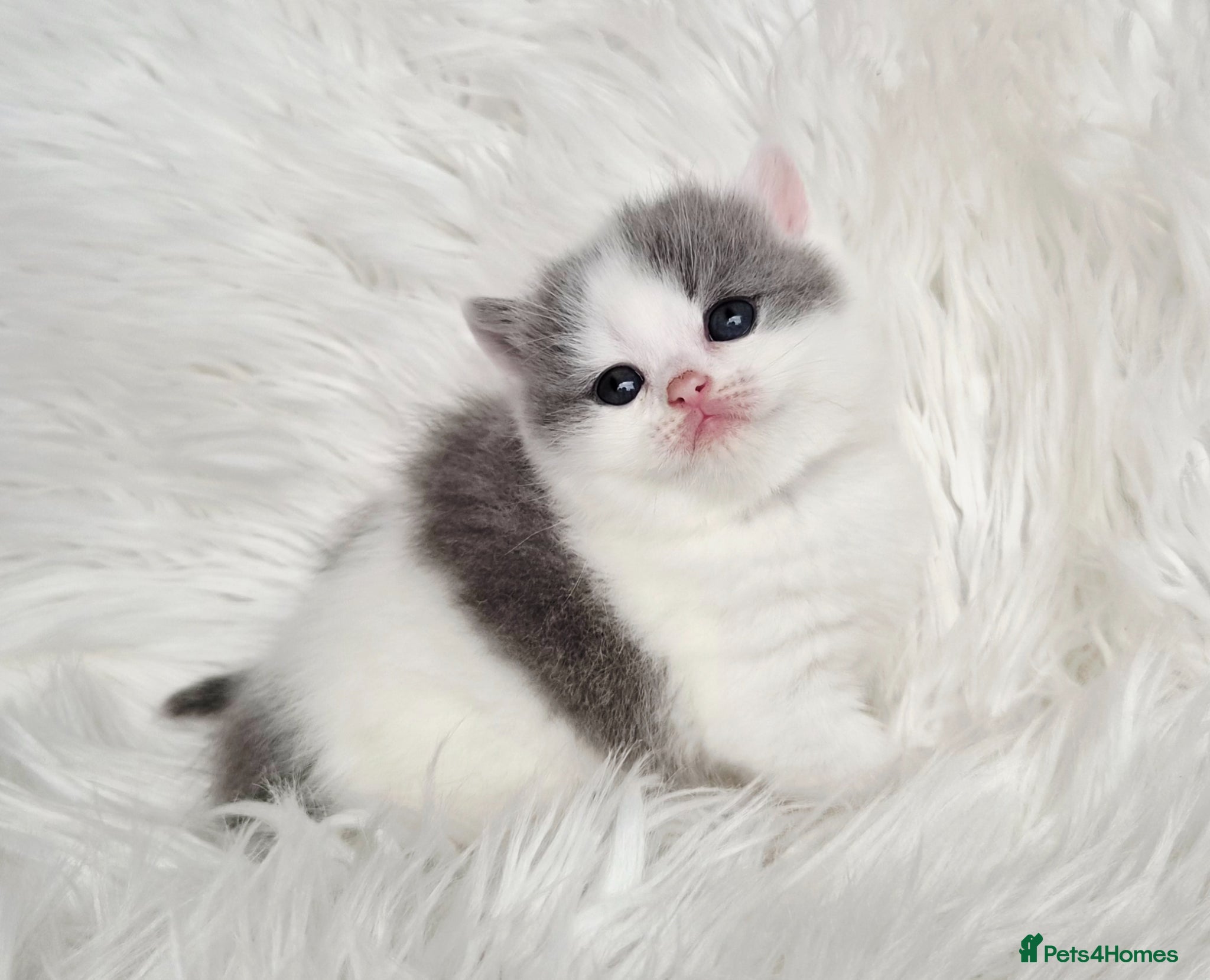 British Shorthair cats Stunning British shorthair kittens  - Advert 1