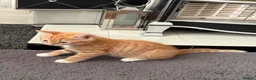 Bengal cats for sale: Bengal Kittens - Advert 15