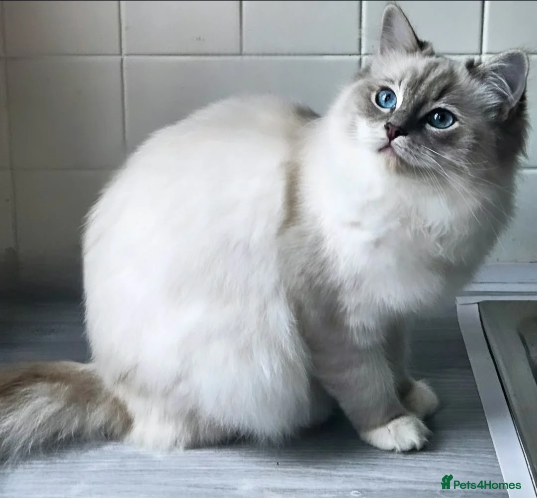 Ragdoll cats for sale: Tica active blue tabby ragdoll - Advert 4