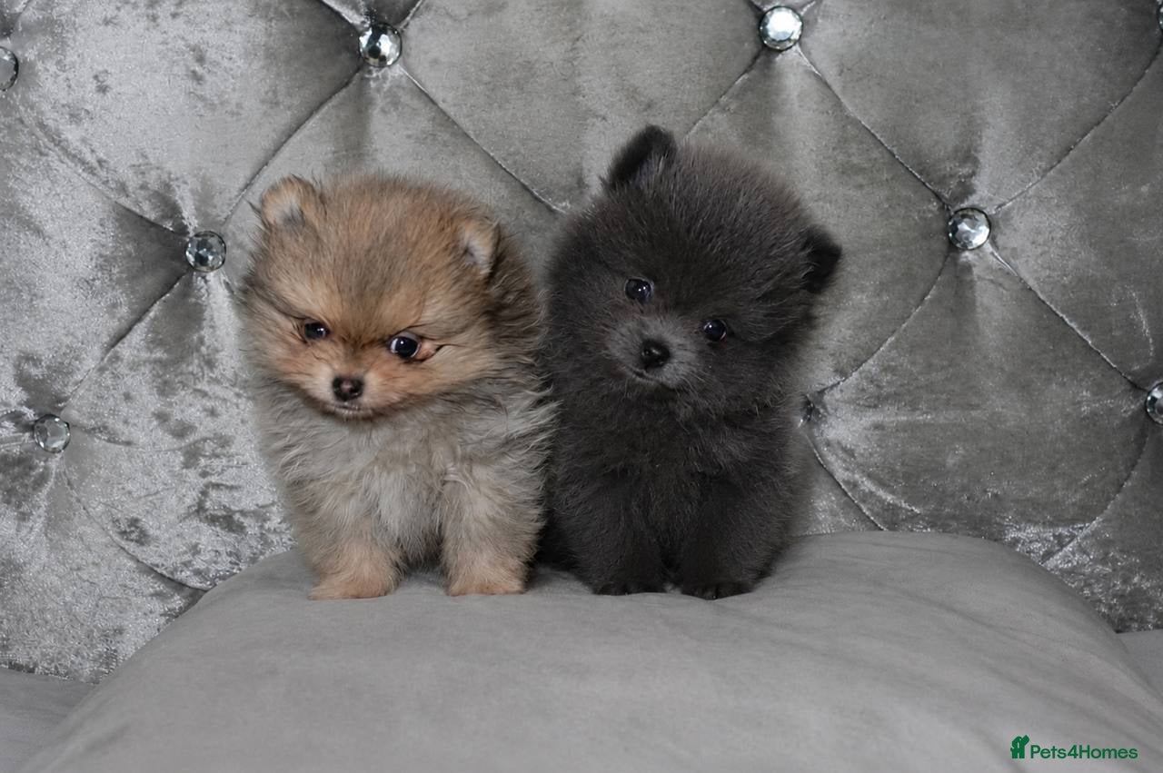 Pomeranian dogs Mini Pomeranian Puppies KCRegistered Milton Keynes - Advert 13