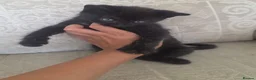 Mixed Breed cats for sale: Black kittens - Advert 5