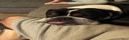 Olde English Bulldogge dogs for sale: Bear is looking for his forever home  - Advert 5