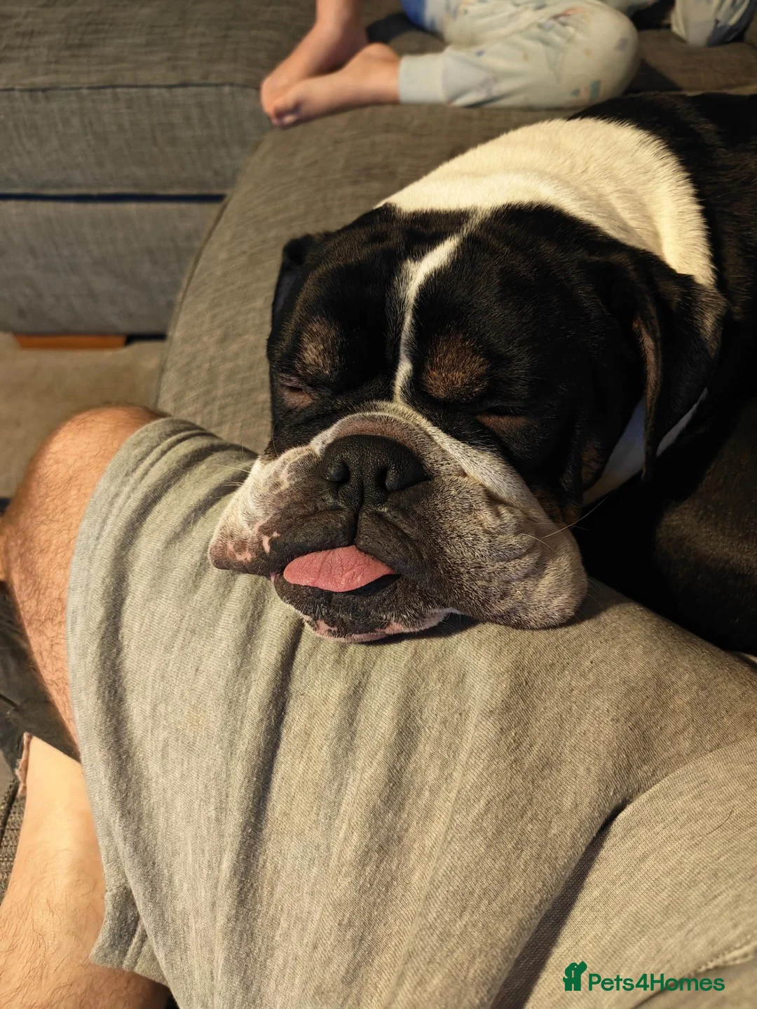 Olde English Bulldogge dogs for sale: Bear is looking for his forever home  - Advert 5