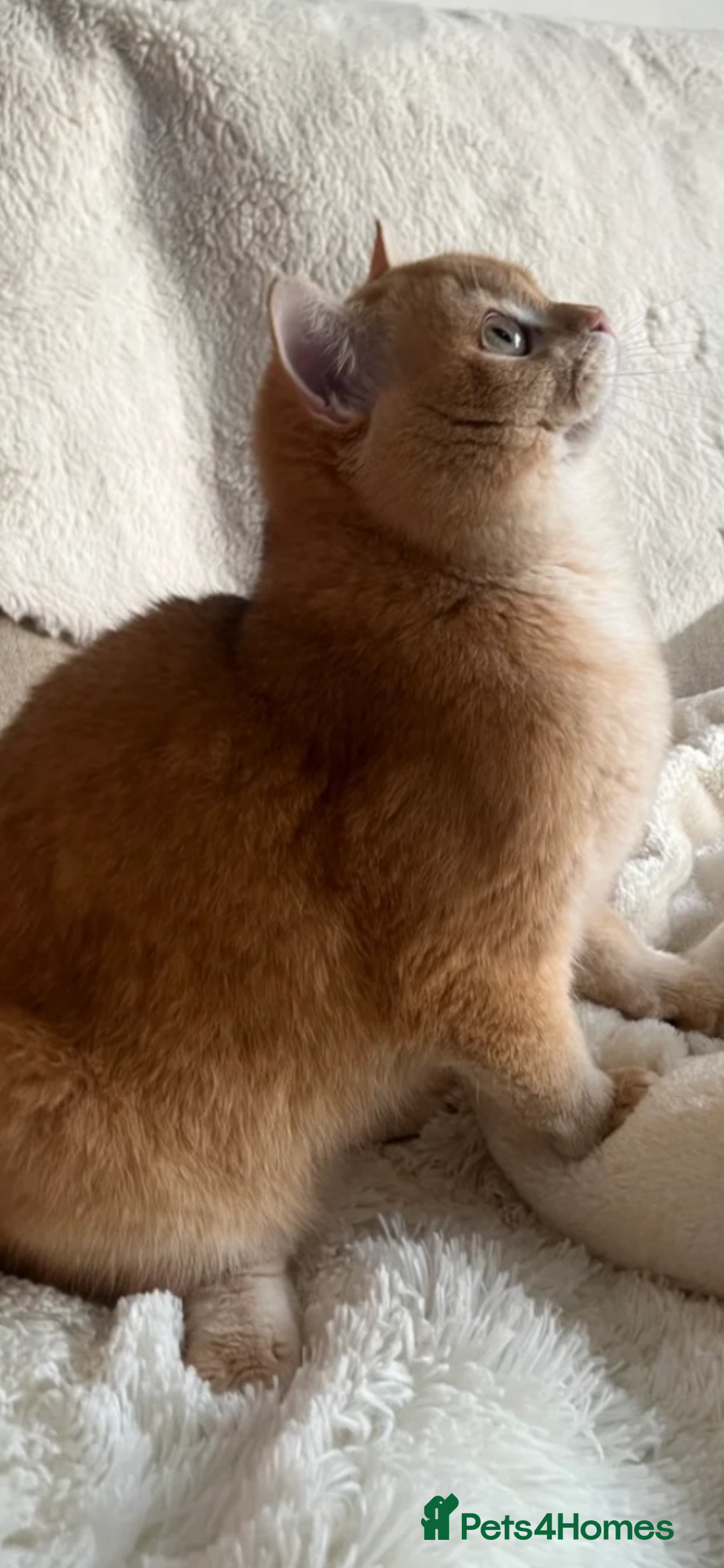 British Shorthair cats for sale: Active chocolate golden chinchilla - Advert 4