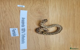 Snake reptiles for sale: Western Hognose CB25 babies UPDATED - Image 12