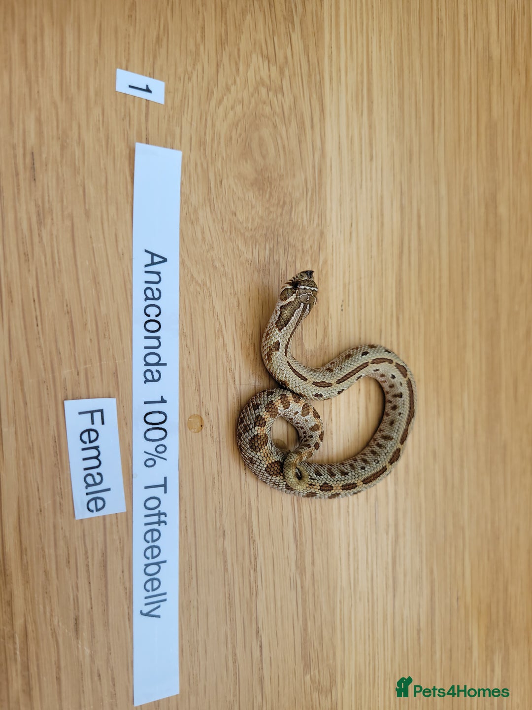 Snake reptiles for sale: Western Hognose CB25 babies UPDATED - Image 12