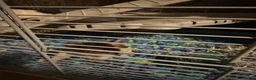 Rat rodents for sale: 4 male rats for adoption.(Cage included plus more) - Advert 16
