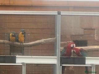 Macaws birds - Advert 12