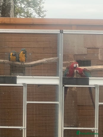 Macaws birds - Advert 6