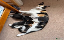 British Shorthair cats for sale: Pretty black and white kittens - Image 8