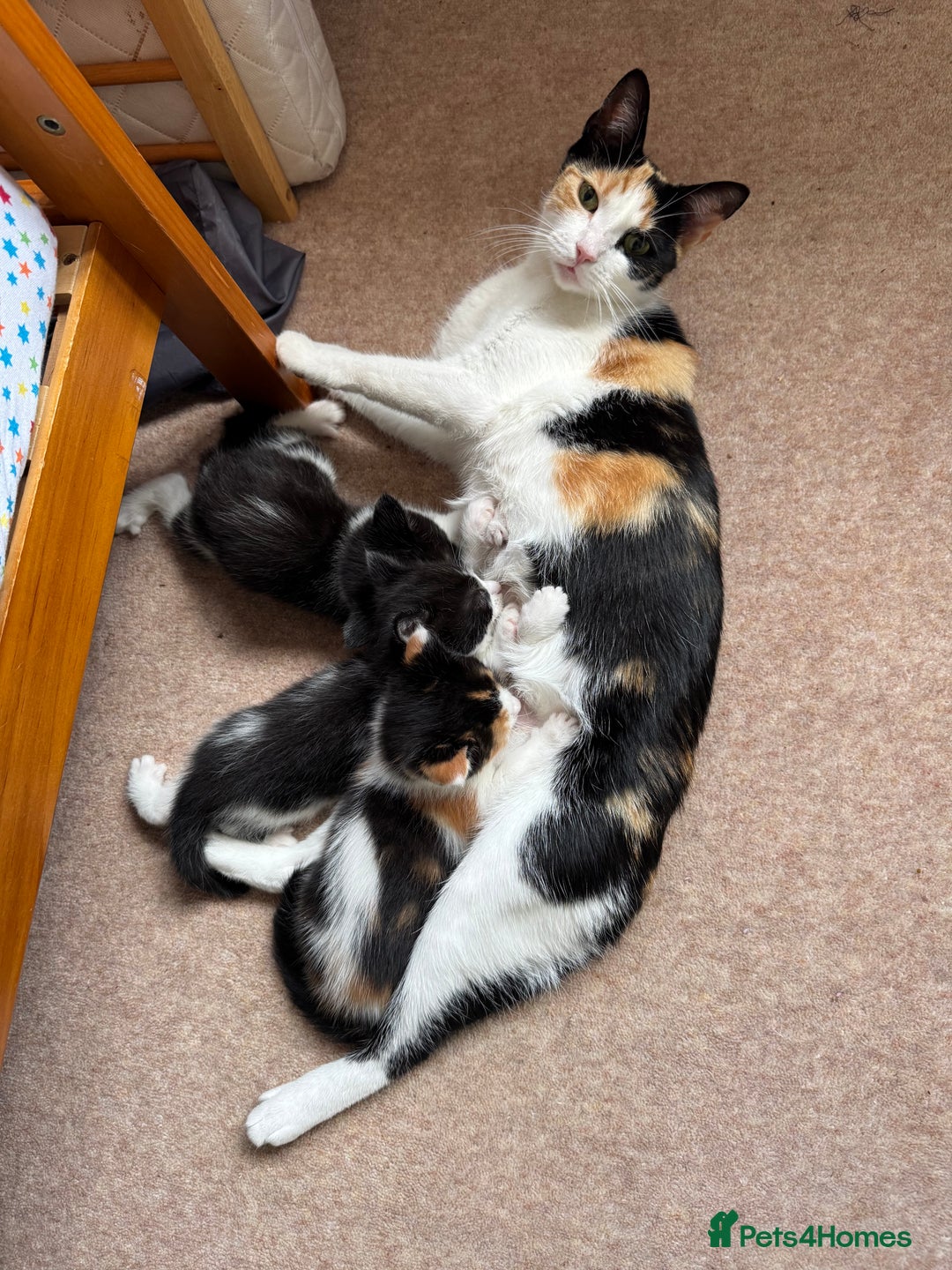 British Shorthair cats for sale: Pretty black and white kittens - Image 8