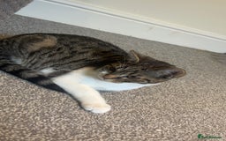 British Shorthair cats for sale: Marcus - Image 1