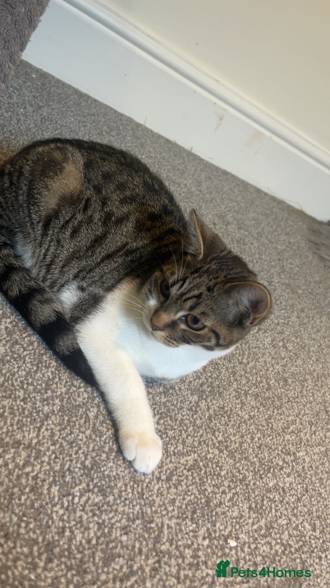 British Shorthair cats for sale: Marcus - Image 1