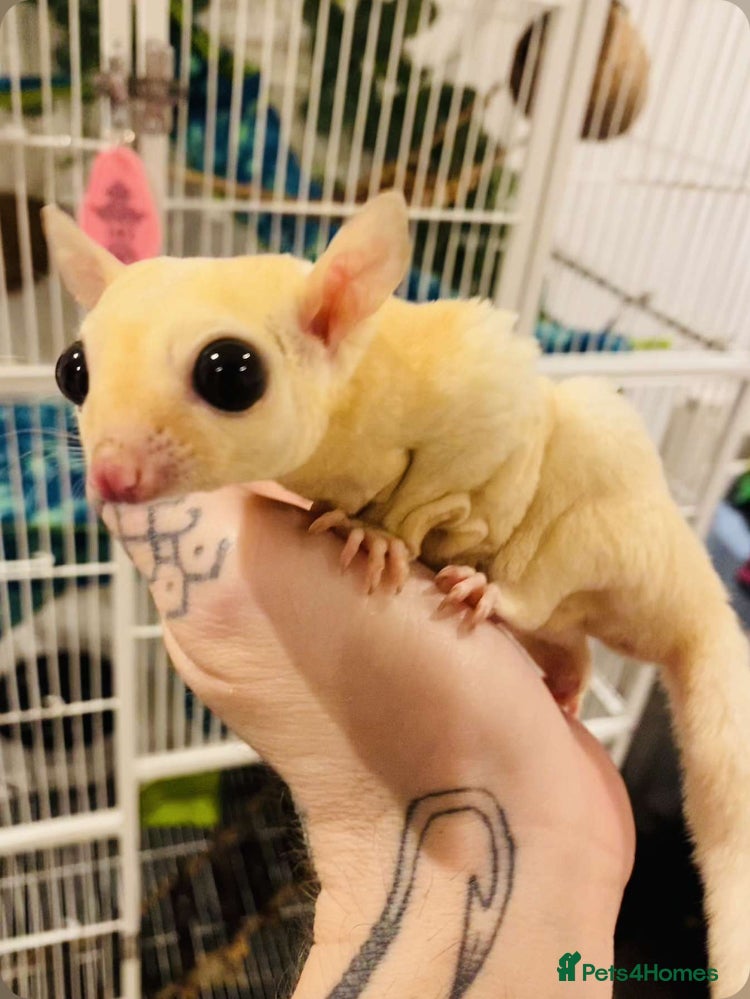Sugar Glider rodents 4 x Sugar Gliders and Full Setup - Advert 3