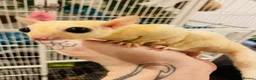 Sugar Glider rodents for sale: 4 x Sugar Gliders and Full Setup - Advert 1