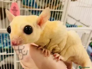 Sugar Glider rodents 4 x Sugar Gliders and Full Setup - Advert 3