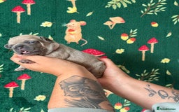 French Bulldog dogs for sale: French bulldog puppy’s  - Image 2