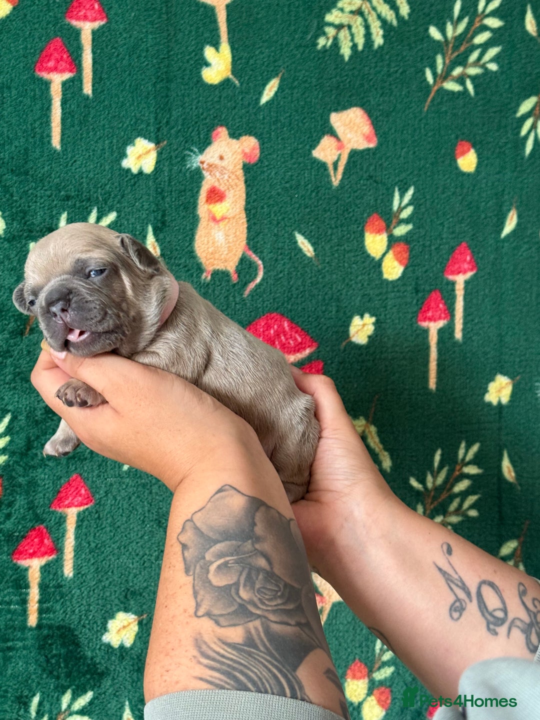 French Bulldog dogs for sale: French bulldog puppy’s  - Image 2