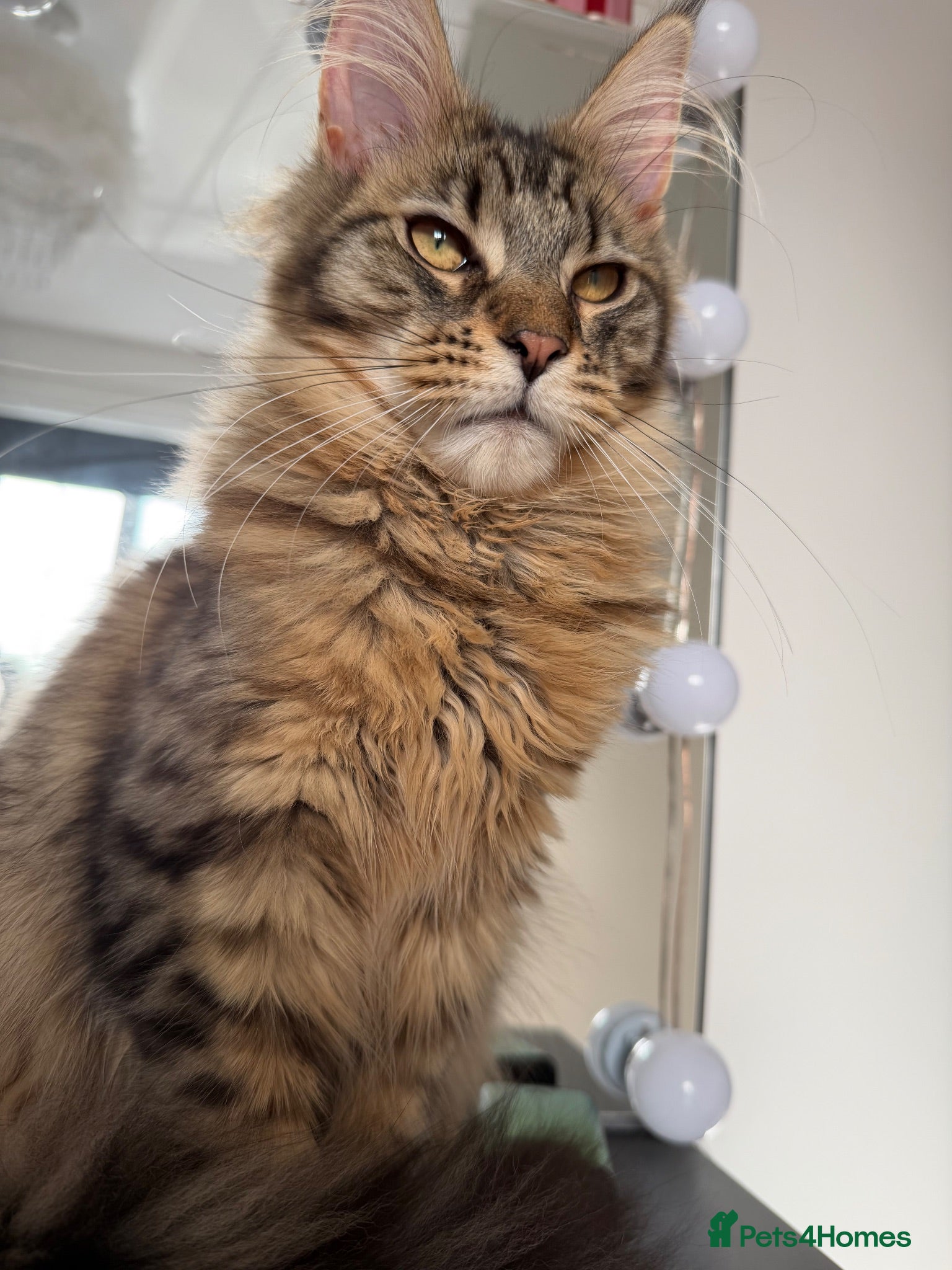 Maine Coon cats Cookie Maine Coon  - Advert 1