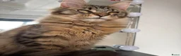 Maine Coon cats for sale: Cookie Maine Coon  - Advert 1