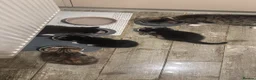 Mixed Breed cats for sale: Gorgeous kittens, mum is half rag doll. in Preston - Advert 9
