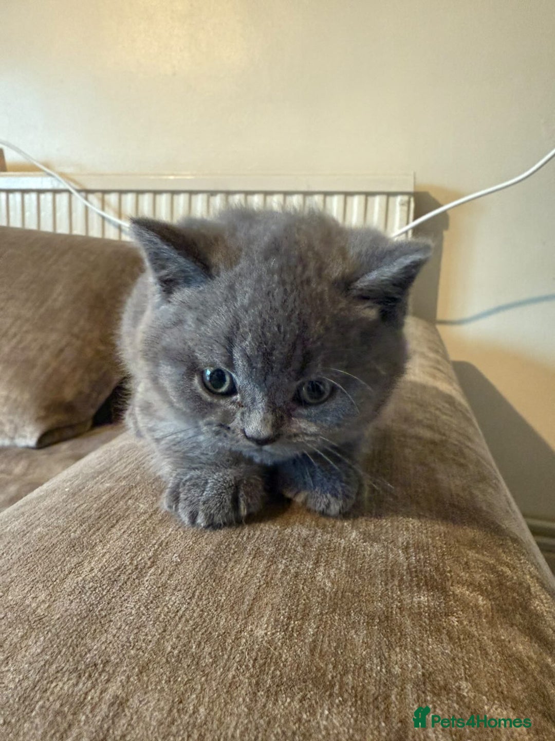 British Shorthair cats for sale: British shorthair  - Advert 4