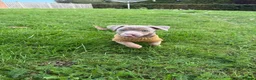 Jack Russell dogs for sale: Last One, Ready to go Wenlock Jack Russells  - Advert 1