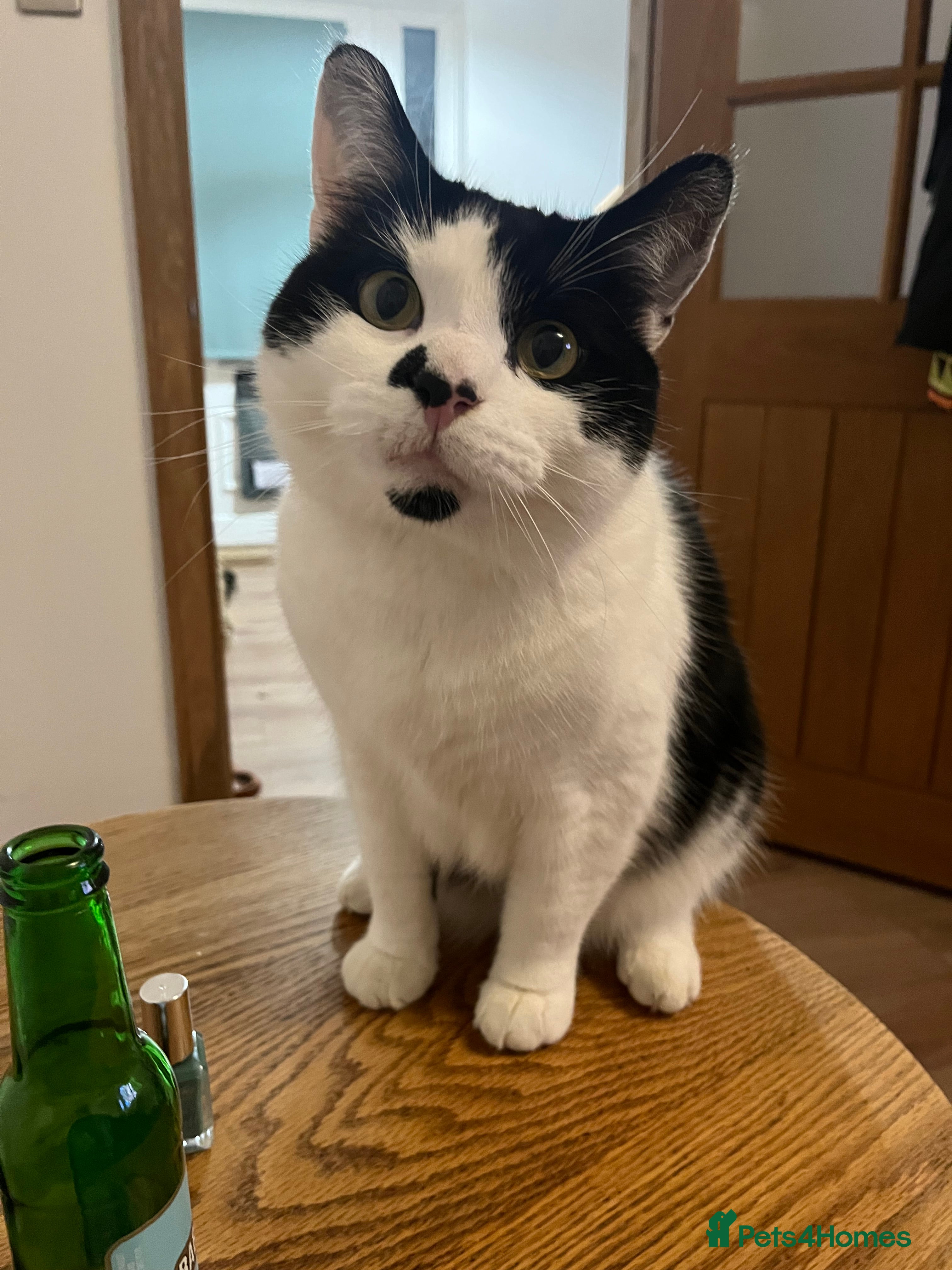 Mixed Breed cats Mixed breed 5yr male cat - Advert 11