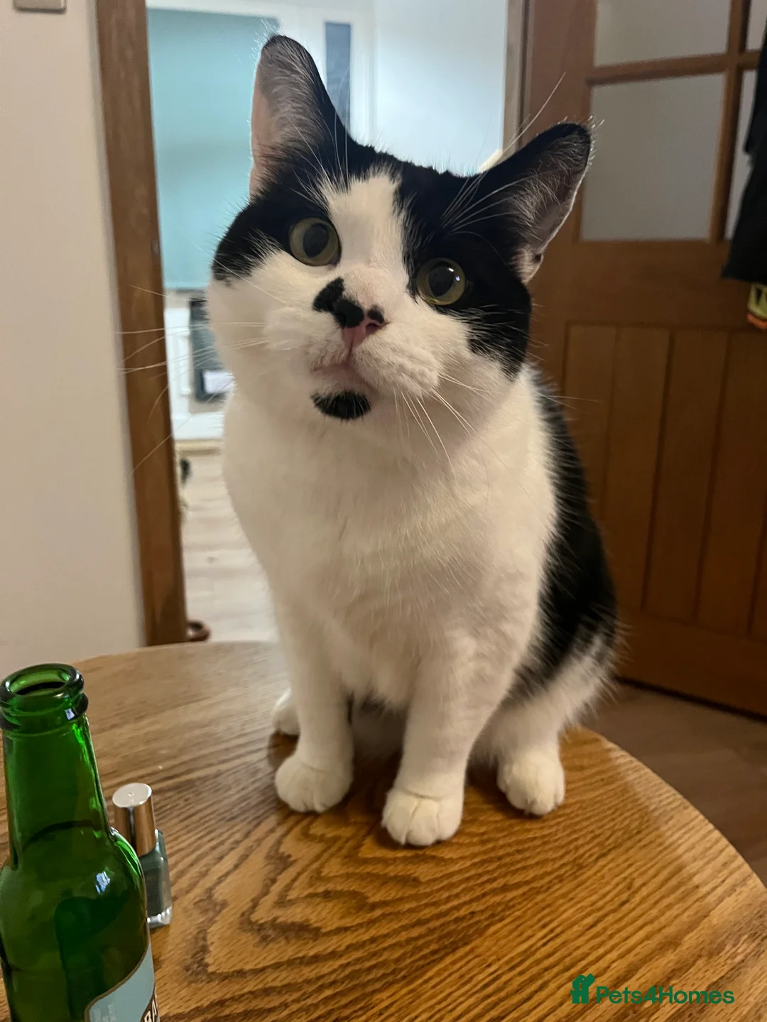 Mixed Breed cats for sale: Mixed breed 5yr male cat - Advert 1