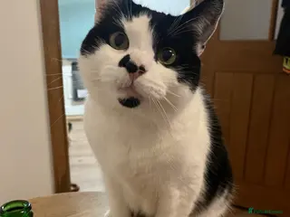 Mixed Breed cats Mixed breed 5yr male cat - Advert 15