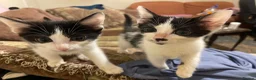 Mixed Breed cats for sale: Kittens ready to leaven 💕 - Advert 6