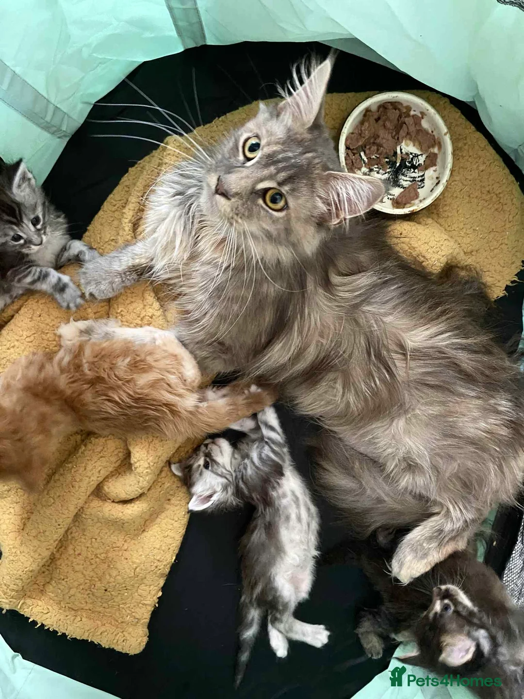 Maine Coon cats for sale: Full Maine Coon kittens  - Advert 10