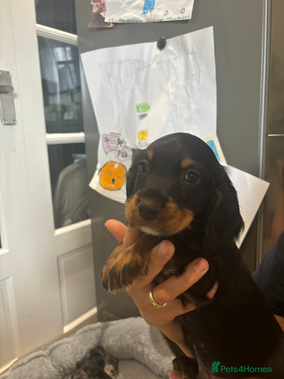 Cocker Spaniel dogs for sale: Cute show type very rare colours dna health tested - Image 30