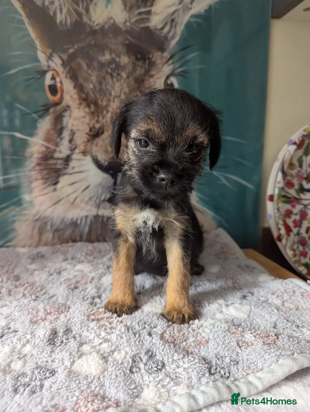 Border Terrier dogs for sale: Border terrier bitch pup, KC Reg Slem clear  - Advert 2