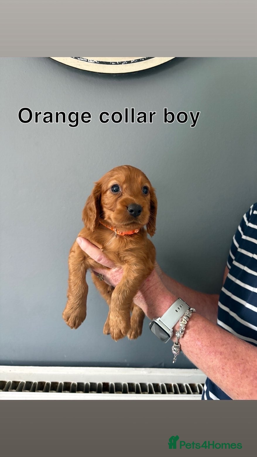 Cocker Spaniel dogs KC registered working cocker spaniels - Advert 2