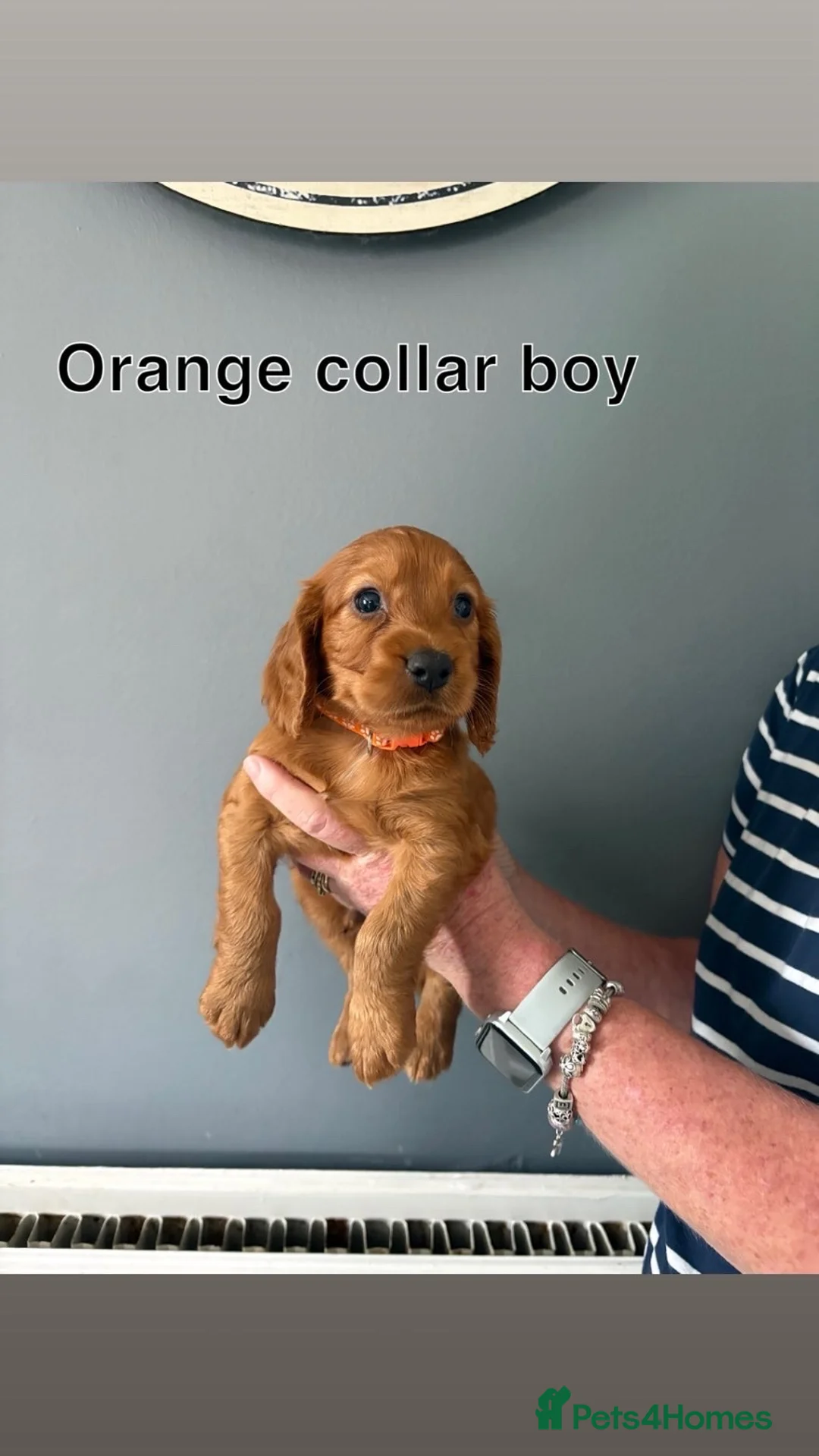 Cocker Spaniel dogs for sale: KC registered working cocker spaniels - Advert 2