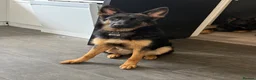 German Shepherd dogs for sale: 2 young beautiful German shepherd pups  - Advert 12