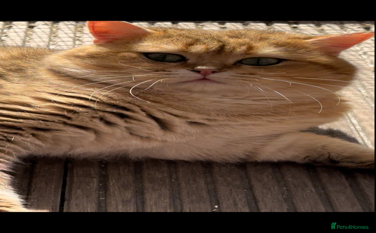 British Shorthair cats - Advert 8