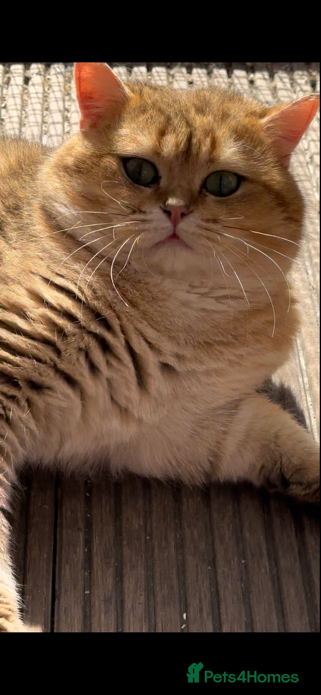 British Shorthair cats for stud: Handsome Leo  - Image 1