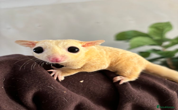 Sugar Glider rodents - Advert 1