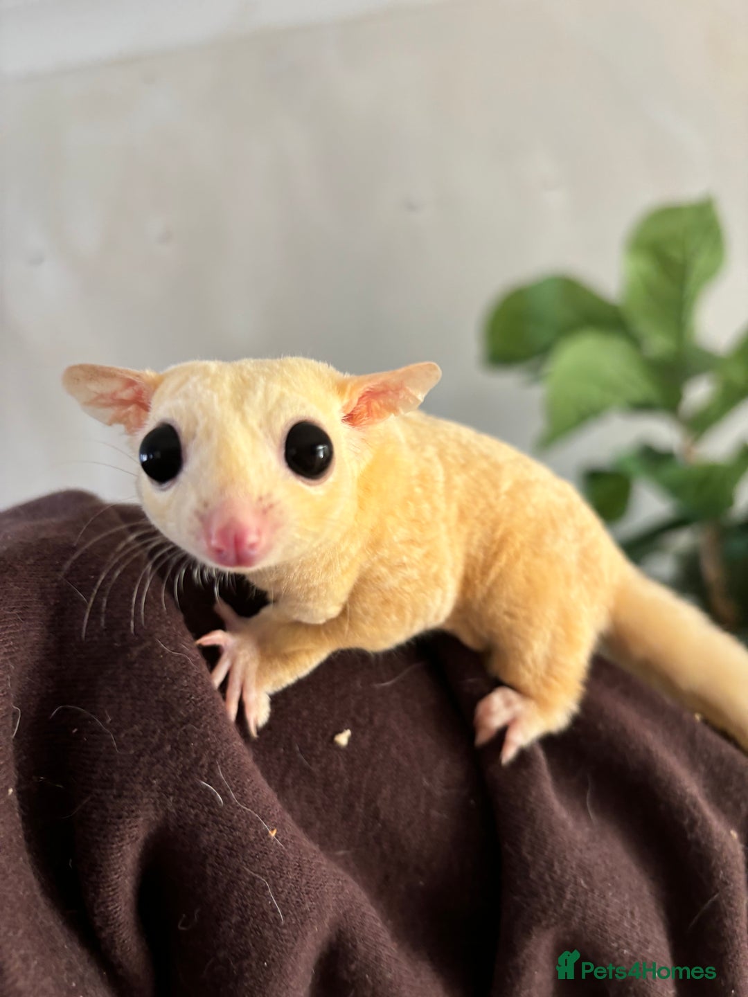 Sugar Glider rodents for sale: Breeding group of sugar gliders available  - Image 1