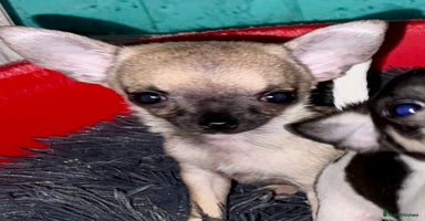 Chihuahua dogs - Advert 9