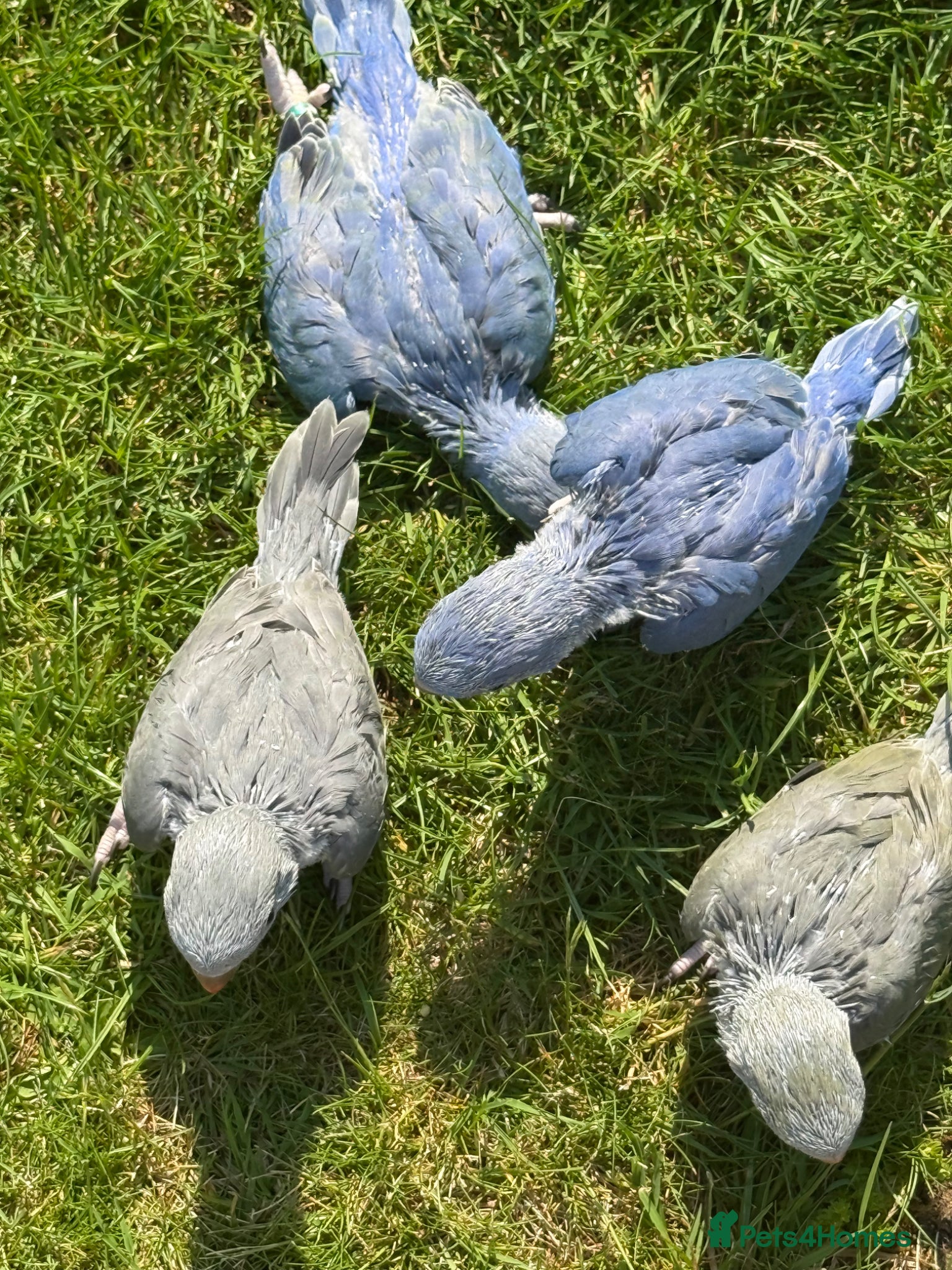 Ringnecks birds handreared rungnecks - Advert 1