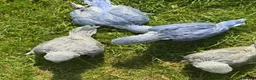 Ringnecks birds for sale: handreared rungnecks - Advert 1