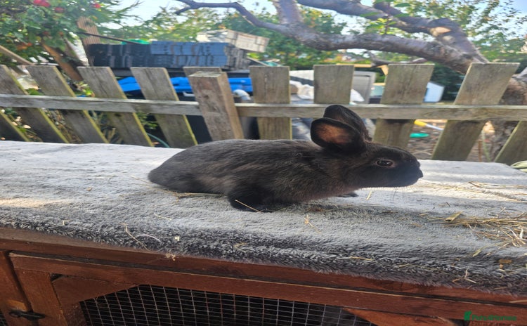 Mixed Breed rabbits - Advert 2