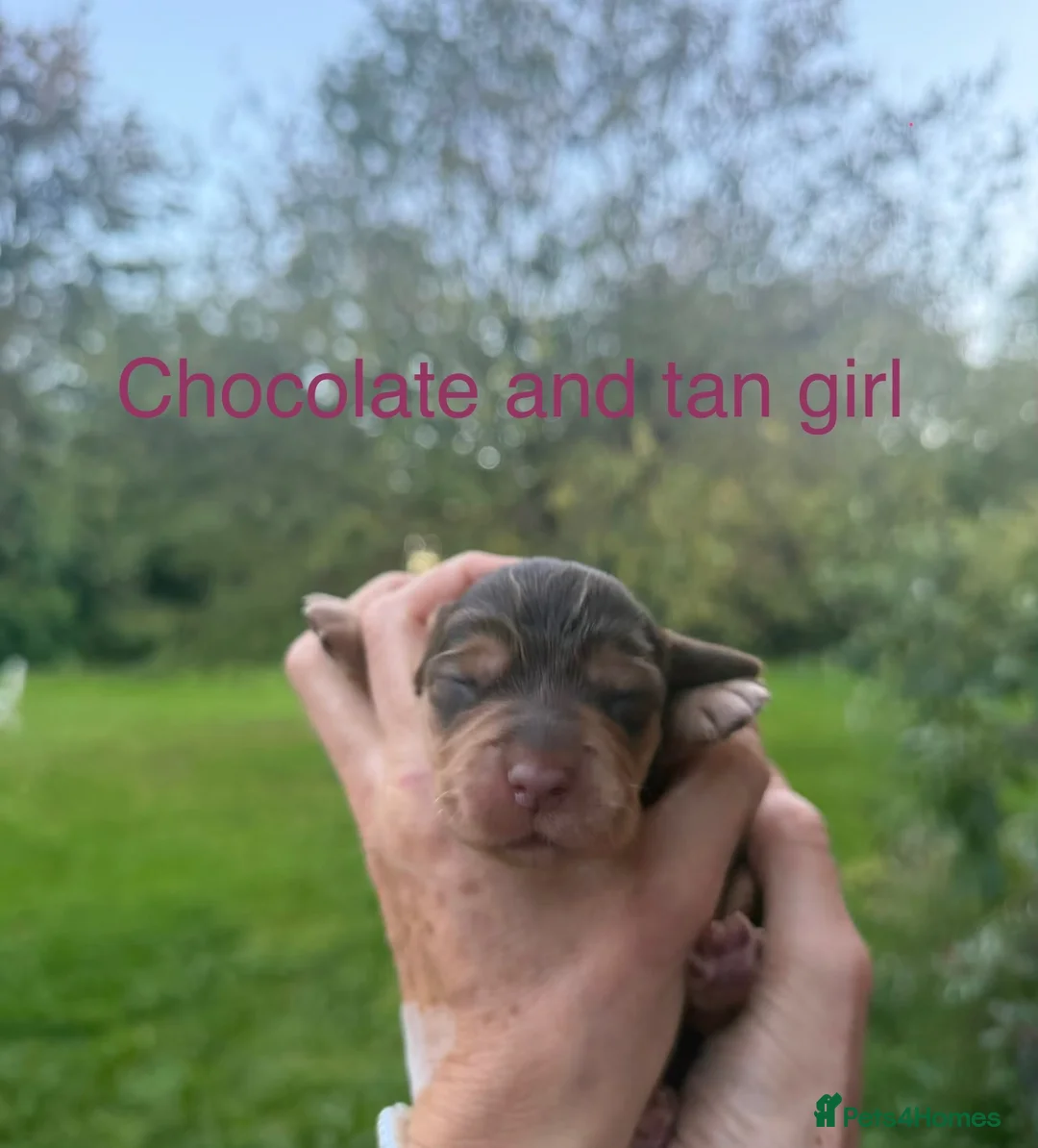 Cocker Spaniel dogs for sale: 6 Beautiful show cocker spaniel puppies ❤️❤️  - Advert 2