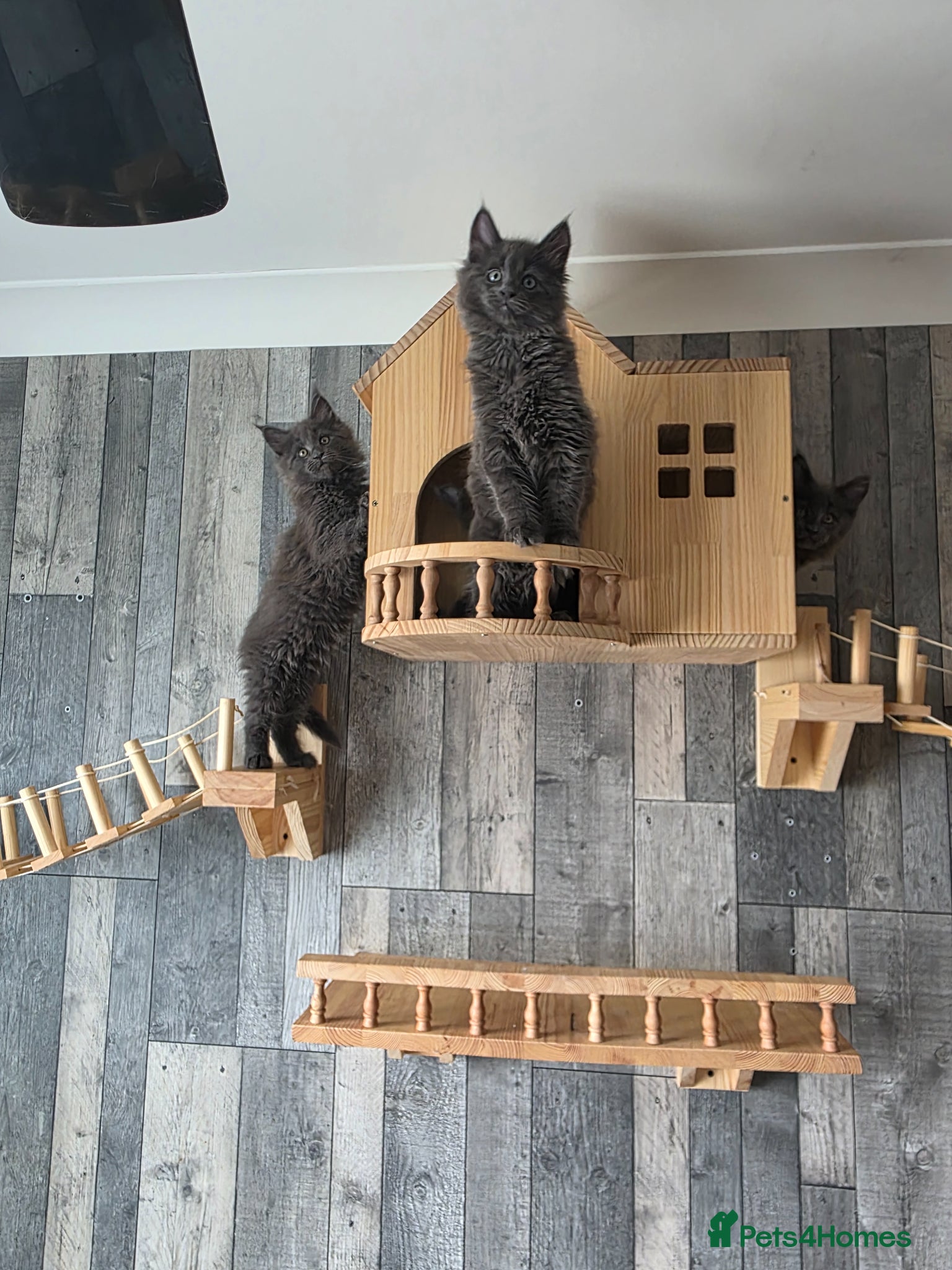 Maine Coon cats READY - PURE MAINE COON  - Advert 15