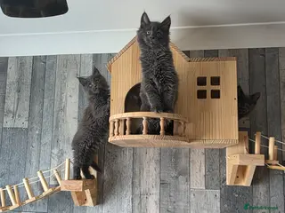 Maine Coon cats READY - PURE MAINE COON - Advert 15